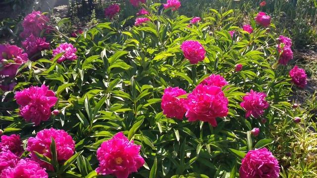 Цветы в палисаднике. Июнь 2022 смотреть онлайн