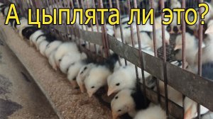 Цыплята или не цыплята. Как выглядят цыплята разных пород?