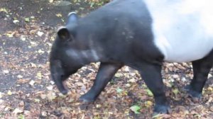This is what a Tapir sounds like.....