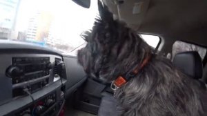 Керн Терьер ИНТРИГА! С кем же он встретится???