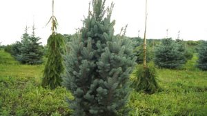 Обзор сортовых елей колючих Glauca globosa, Lucky strike, Iseli Fastigiate, Fat Albert, Edith