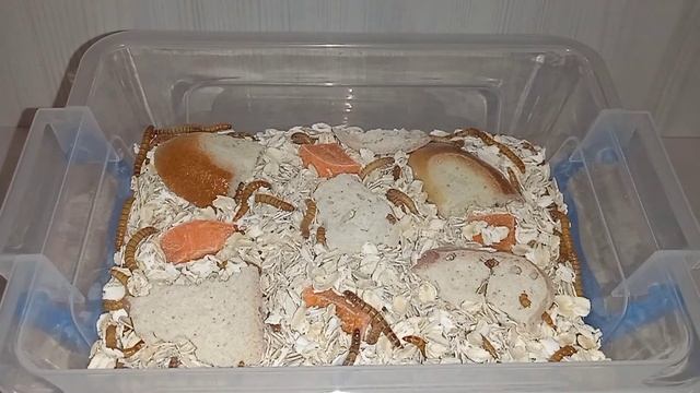 Быстрый проверенный способ по разведению мучного червя!!! Содержание мучных червей.??? смотреть онлайн