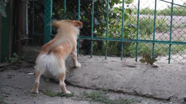 Енотовидная собака ведет себя неадекватно?! смотреть онлайн