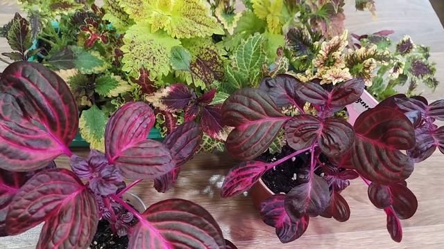 Ирезине. Колеусы. Яркие краски на подоконнике. смотреть онлайн