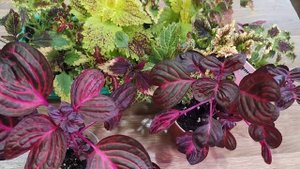 Ирезине. Колеусы. Яркие краски на подоконнике.