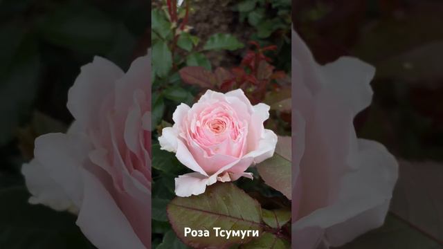 Роза Тсумуги / rose Tsumugi