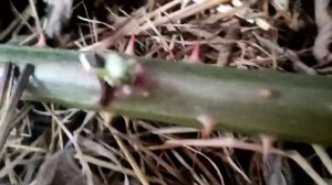 Ремонтантная ежевика укрытие на зиму.