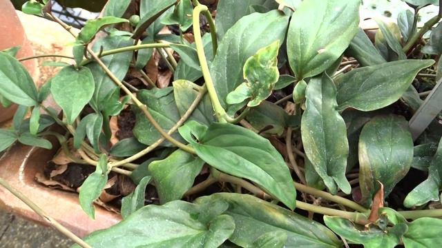 Syngonium erythrophyllum Birdsey ex G.S. Bunting смотреть онлайн