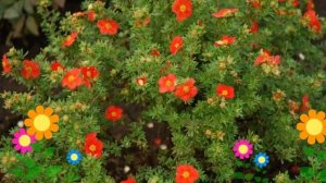 Лапчатка кустарниковая Ред Айс (Red Ace). Краткий обзор, описание характеристик, где купить саженцы