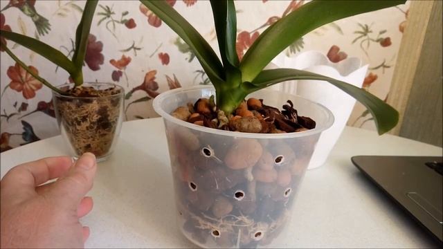 Орхидеи))Март)) Корни растут без стимуляторов))  Любите поливать? Сажаем правильно!))) смотреть онлайн