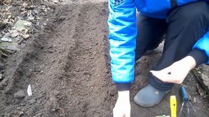 Семена томатов. Зимний посев в грунт.