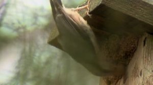 Поползень (Sitta europaea) | Film Studio Aves