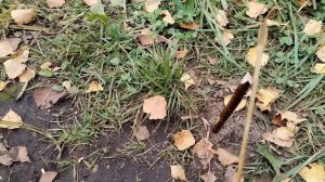 На Что и Как ЛОВИТЬ КАРАСЯ ОСЕНЬЮ. Влияние ветра на клёв. Рыбалка на карася Fishing for crucian car