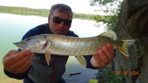 Щука Судак На живца июнь 2024.