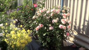 Клематисы, розы и другие растения в саду.mp4