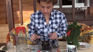 Неприхотливые комнатные цветы  Колерия