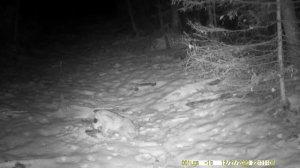 Три рыси Three lynxes