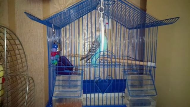 Выбираем клетку для волнистого попугая смотреть онлайн