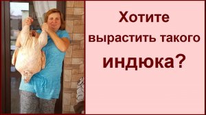 Индюшата: крепкие и здоровые. Кормление и уход