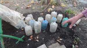 Черенкование роз: как нарезать черенки, как сажать , как и когда укрывать черенки.