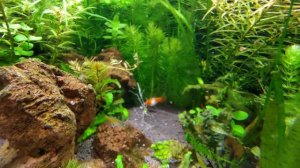 Угловой аквариум БиоДизайн Диарама 400_часть 3, пересадка Эхинодоруса