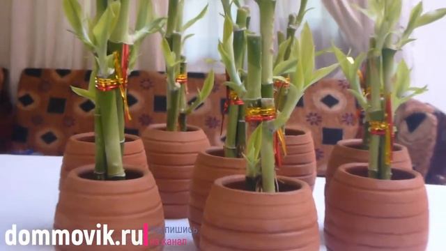 Удобрение для декоративно-лиственных растений: своими руками, все просто.