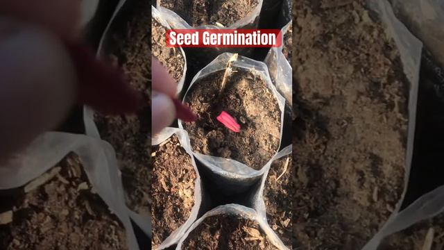 Best Seed germination idea #trending #gardening #seeds #garden #aloevera