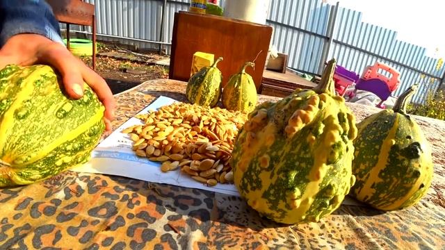 #Декоративная тыква#семена тыквы#сборы семян тыквы
