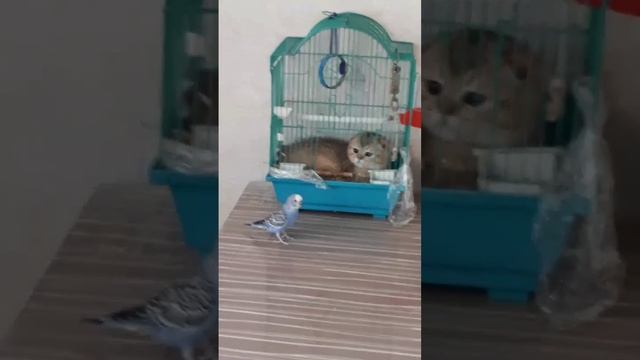 Ты ничего не перепутал?