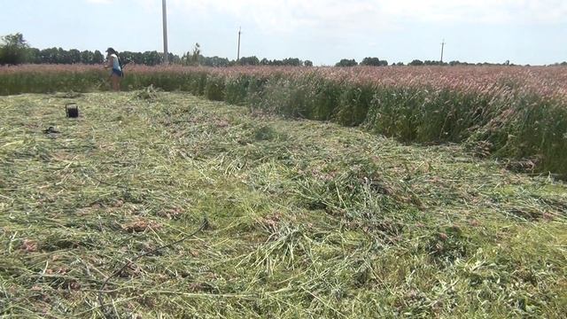 Заготовка СЕНА на зиму. ПЕРВЫЙ раз КОШУ траву.