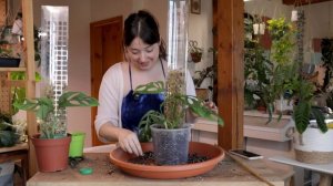 A Motivating Day of Plant Care | Lazy Poles, Pests & Propagations