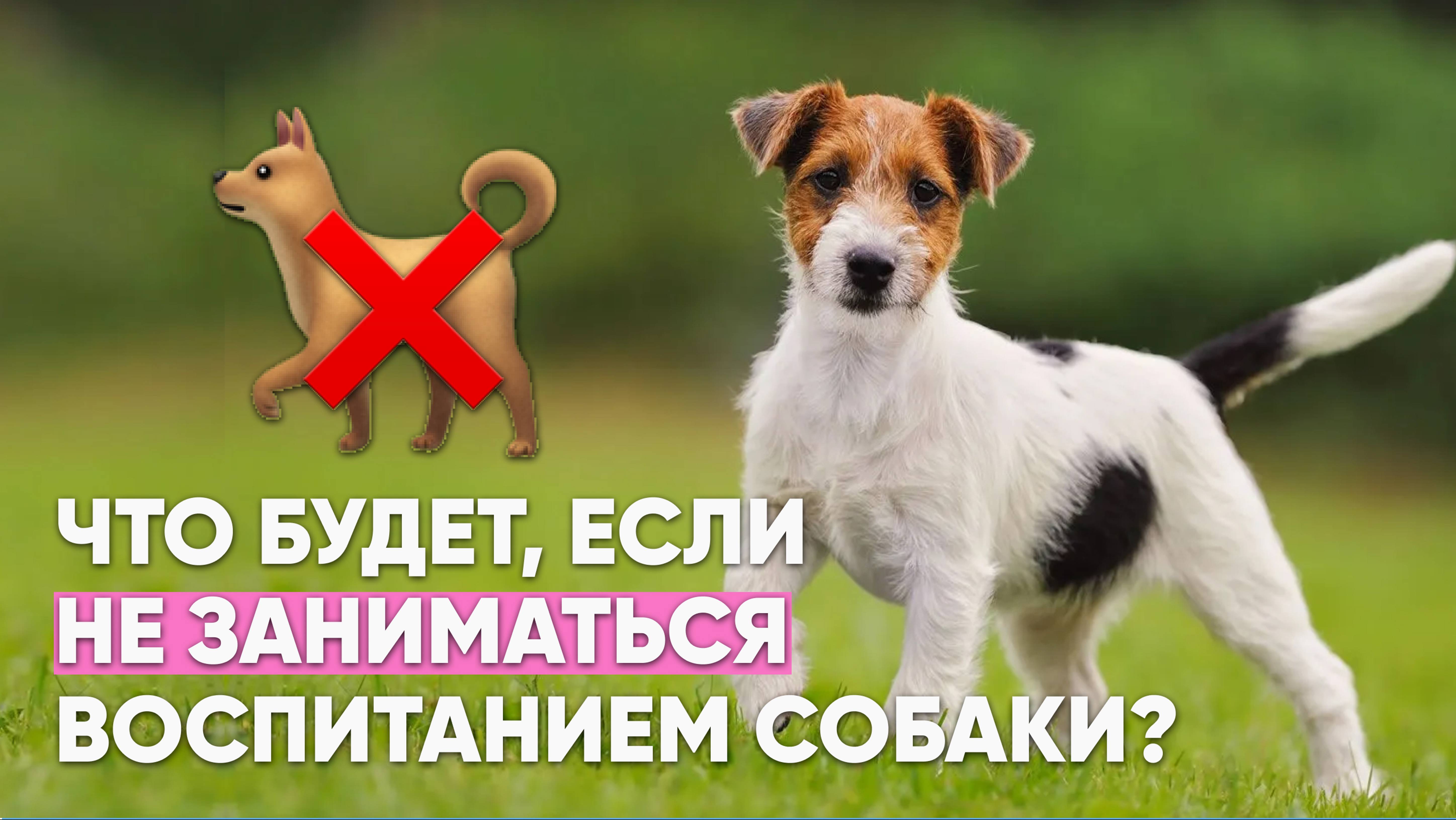 Почему ❌ НЕЛЬЗЯ откладывать воспитание СОБАКИ и мириться с ее плохим поведением 🐕