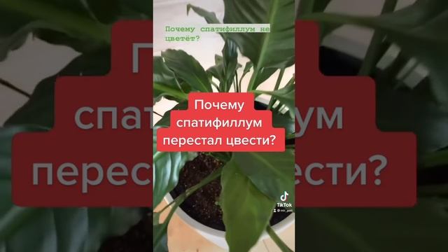 ПОСЛЕ ПЕРЕСАДКИ СПАТИФИЛЛУМ ПЕРЕСТАЛ ЦВЕСТИ. В ЧЁМ ДЕЛО?