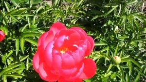 Элен Каули пион Американский гибрид