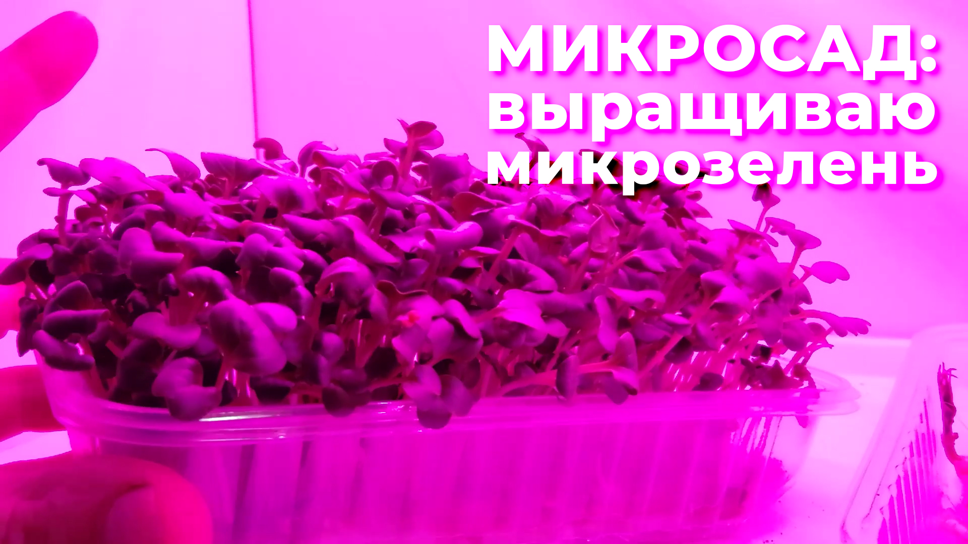 Микросад: реальный опыт выращивания микрозелени