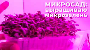 Микросад: реальный опыт выращивания микрозелени