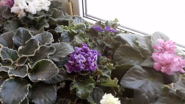 КАК ПРАВИЛЬНО ПОЛИВАТЬ ФИАЛКИ , КАК ОПРЕДЕЛИТЬ ЧТО НУЖНО ПОЛИВАТЬ ! смотреть онлайн