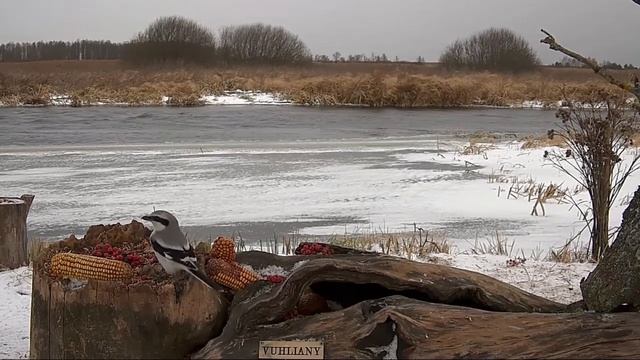 Сорокопут охотится - 21 января 2022 смотреть онлайн