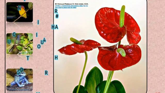 TYPES OF ORCHIDS |PART 1 (#12) смотреть онлайн