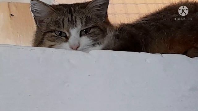 16 февраля 2022 г.Готовлю простую деревенскую еду.. смотреть онлайн