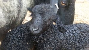 Разведение Каракульских овец как бизнес идея | Овцеводство |  Каракульская овца