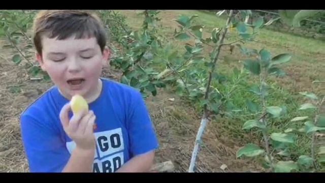 Apple Variety Sweet 16 смотреть онлайн