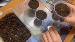 Эустома ( Лизиантус). Выращивание Эустомы из семян. Обзор и первая  пикировка Эустомы.