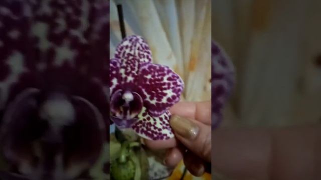 Одна из САМЫХ КРАСИВЫХ орхидей! Орхидея Дикий Кот! смотреть онлайн