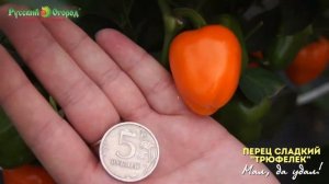 Перец Сладкий Трюфелек