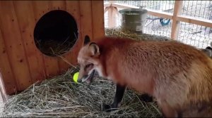 Ли Сяо / Alice the Fox Лиса Алиса (Еда оказалась интересней, чем игрушка)