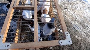 ЯРМАРКА ГОЛУБЕЙ г.ТОМСК 27.03.2022г.