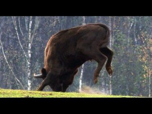 Танцующий зубр - Dancing bison