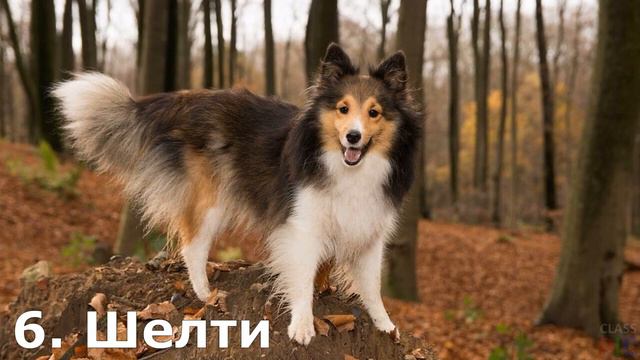 Топ-10 самых умных пород собак