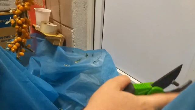 Как быстро оборвать облепиху)
